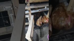 Цветной французский бройлер