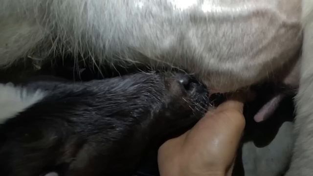 Sajjad's trip to the city; Buy warm clothes for your family and welcome your friend смотреть онлайн