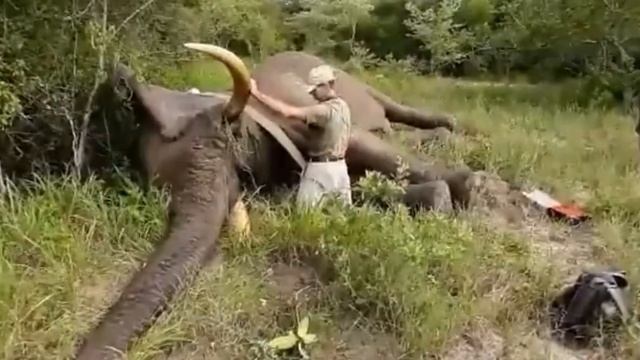 А вы слышали, как храпит слон! смотреть онлайн