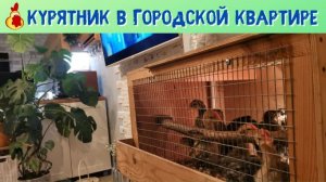 Курятник на 15 голов в городской квартире
