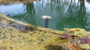 Био пруд своими руками против коммерческого биобассейна | ПРУД ПРУДИ