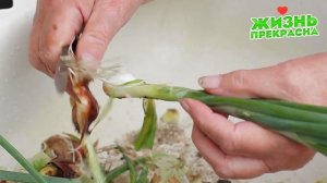 ПОСЫПАЛ ГРЯДКУ ЭТИМ, ЛУК СРАЗУ - ЖЕ ПРИБАВИЛ ГОЛОВКИ ОКРУГЛЯЮТСЯ НА ГЛАЗАХ! КОСТНАЯ МУКА ДЛЯ ЛУКА