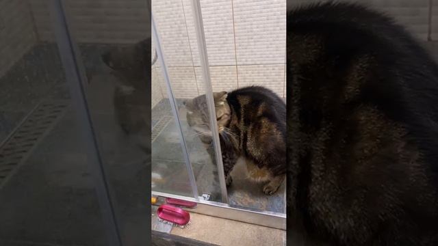 ЧЕССИ🐯ПРОСЫПАЕМСЯ ВМЕСТЕ😀РАСЧЕСЫВАЕМСЯ И УМЫВАЕМСЯ😏 И КОРОЛЕВЫ ТОЖЕ КАКАЮТ