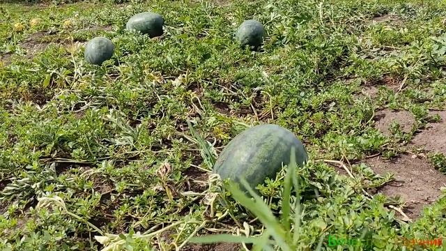 Арбуз, Чудо Ягода!!! смотреть онлайн