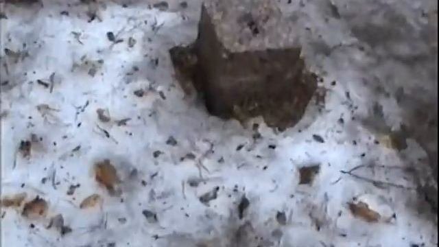 Немецкое кладбище в Смоленске Ч 2 Тамара Скобелева