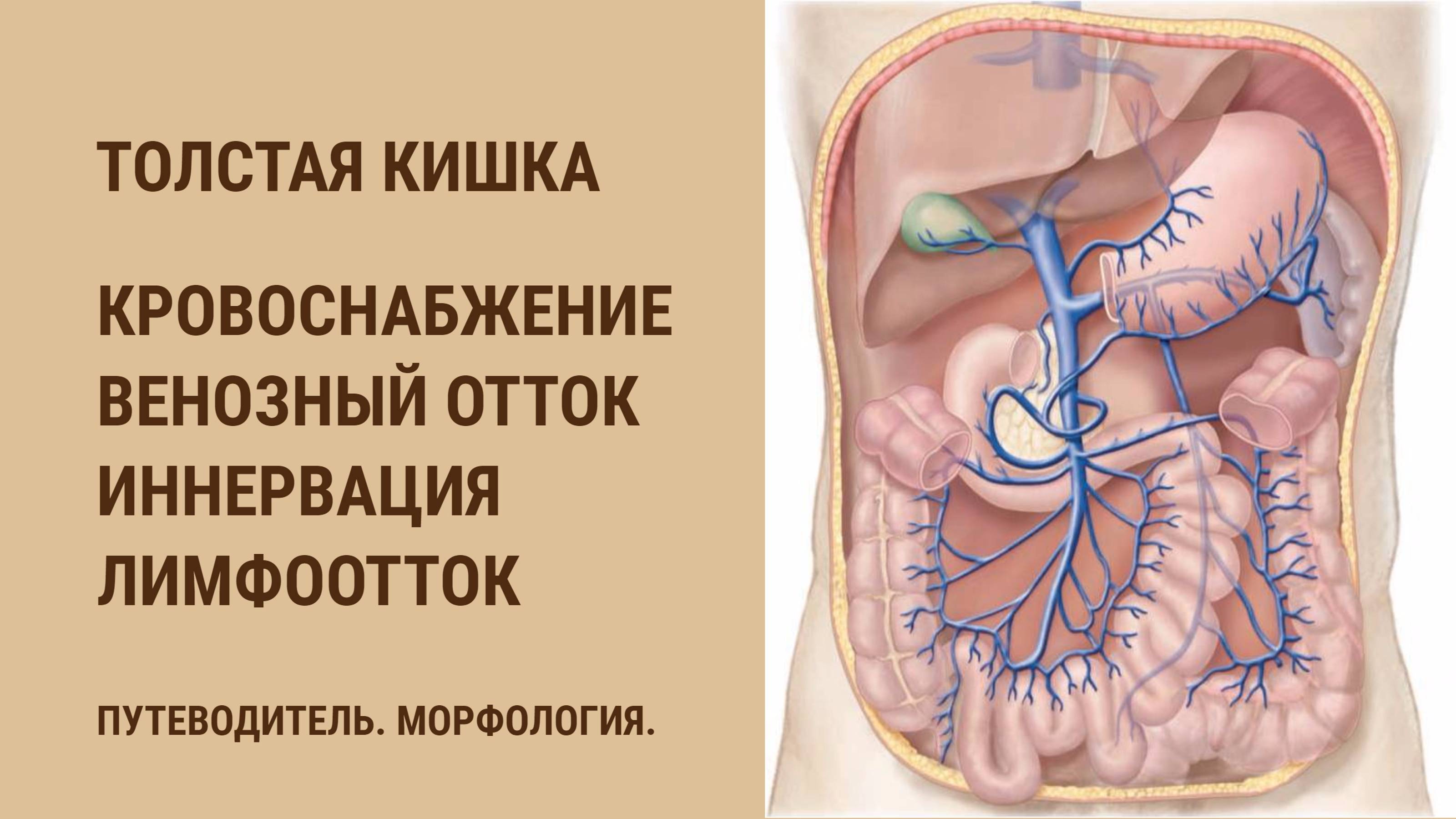 Толстая кишка. Кровоснабжение. Венозный отток. Иннервация. Лимфоотток