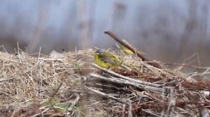 Жёлтая трясогузка | Yellow wagtail