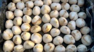 Выгонка тюльпанов к 8 марта!  Часть первая.