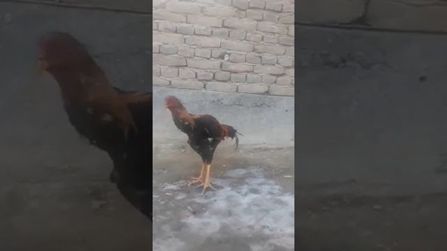 О ШАМО ПРОДАЖИ ПЕТУХ +998903614643 смотреть онлайн