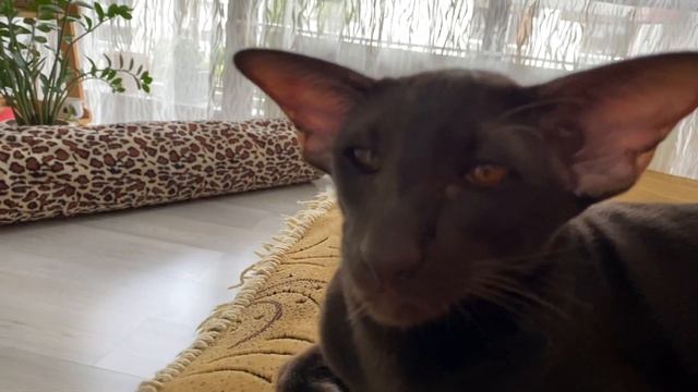 Кошачьи будни?⬛l Ориентальный кот l Смешные коты смотреть онлайн