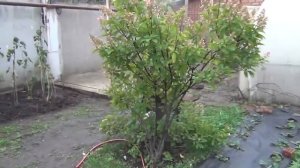 Щенок дратхаара - как выбрать своего щенка из помёта? #дратхаар