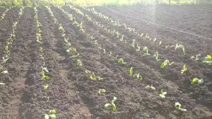 21 мая 2021 г..webm