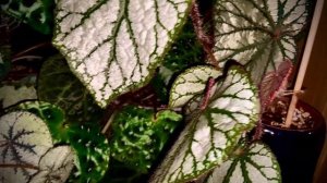 [МОИ БЕГОНИИ] Краткий Обзор Бегоний При Вспышке, Переливающиеся Синим Павлиньи Бегонии