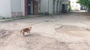 Уважаемая администрация! Этот пес не первый день храмлет в центре города Вичуга.