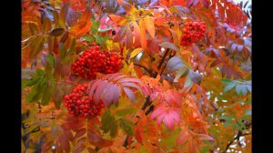 Марина Цветаева "Красною кистью..."