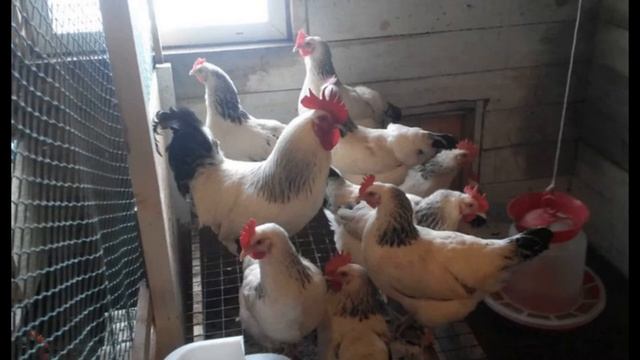 Серебристые домашние куры особенности содержания и ухода смотреть онлайн