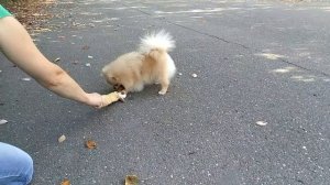 Кремовый померанский шпиц щенок. Cream puppy pomeranian www.goldbaby.jimdo.com