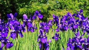Ирисы в японском саду в Москве