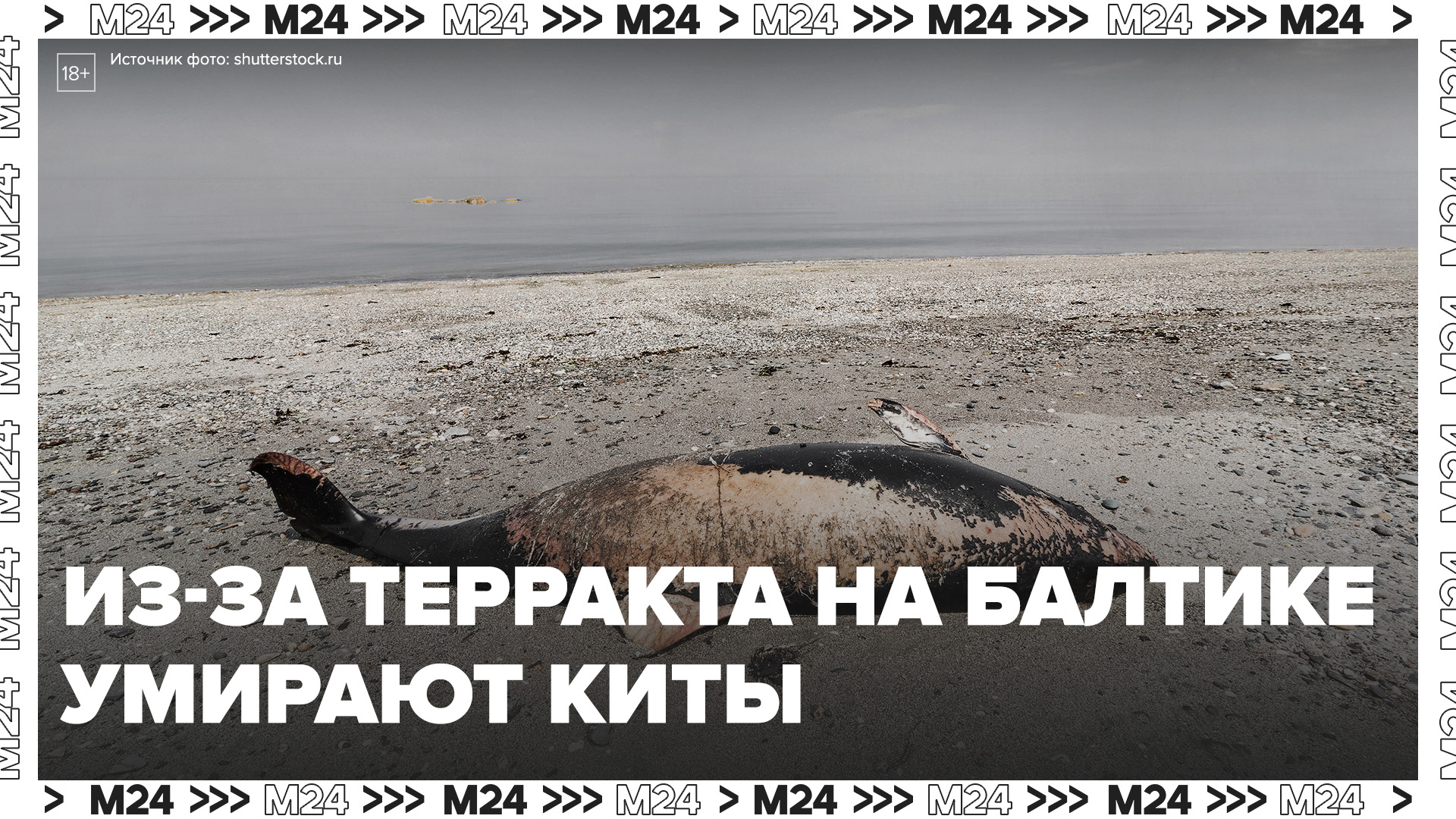 Теракт на «Северных потоках» привёл к экологической катастрофе в Балтийском море — Москва 24