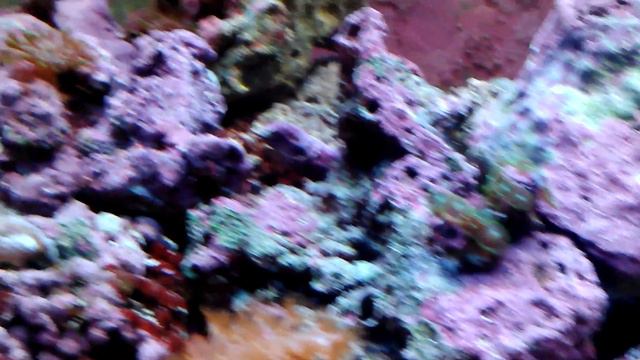 Clown Hosting New Sea Anemone! смотреть онлайн