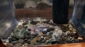 щитень без трека