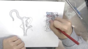 Схема строения (пресноводной) гидры