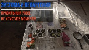 ЭУСТОМА И ПЕЛАРГОНИЯ. НЕ УПУСТИТЕ МОМЕНТ! ПРАВИЛЬНЫЙ УХОД.