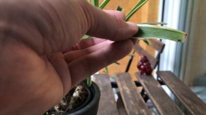 Spider Plant "Bonsai" | Maintenance Work, October 2020