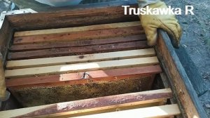 #Пчёлы, когда кормить сиропом... Это должен знать каждый пчеловод. #truskawkar