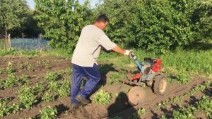 Мотоблок НЕВА МБ2/ Окучивание картофеля дисковым окучником/ Покос травы роторной косилкой.