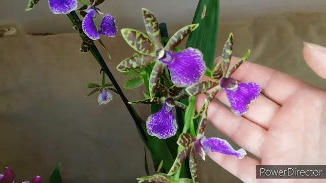 Новинки орхидей. Мильтониопсис и Зигопеталум. #мильтониопсис #miltoniopsis #zygopetalum #зигопеталу