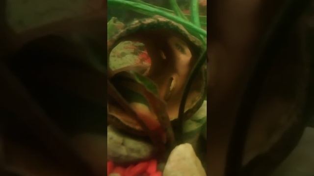 Спящий клоун (Боция Клоун) смотреть онлайн