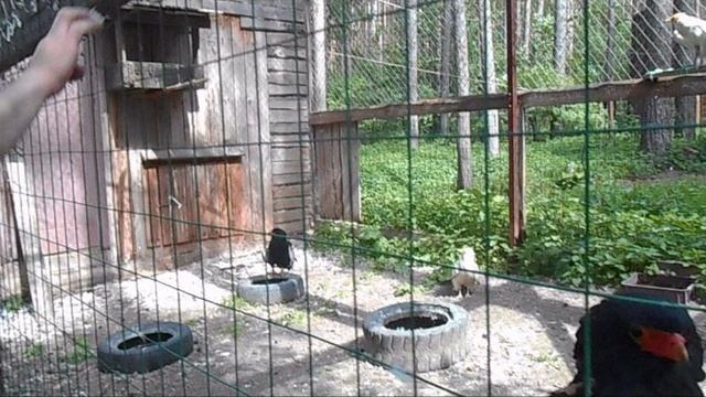 Ворон Карл и другие хищные птицы