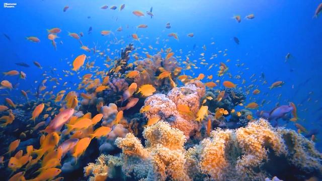 Нежная музыка ?Шум моря, шум моря для сна? успокаивает нервную систему и радует душу