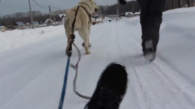 |VLOG|ПРОГУЛКА С СОБАКОЙ|МОЁ ПЕРВОЕ ВИДЕО| смотреть онлайн