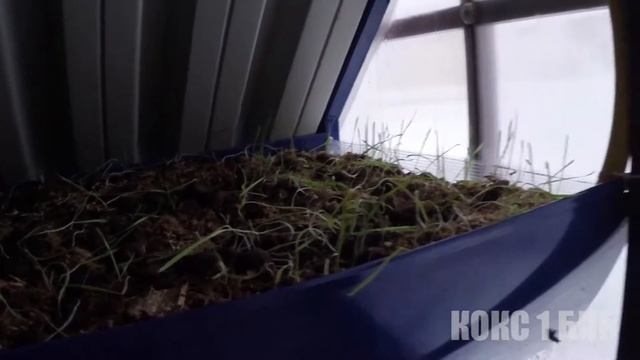 BVK Биовегетарий БВК. Начало работы. смотреть онлайн