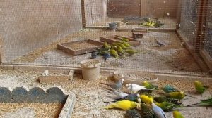 Кормление волнистых попугаев вареным яйцом