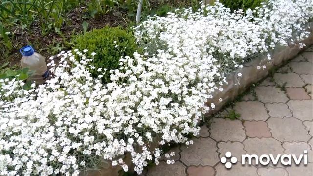 Обзор июньского сада!??? смотреть онлайн