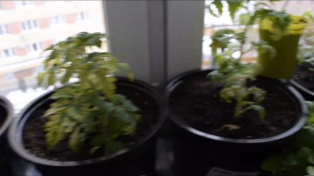 Зимние овощи. Практический опыт. смотреть онлайн