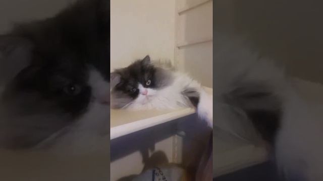 Beautiful persian cat mooie perzische kat красивый персидский кот голубой цвет