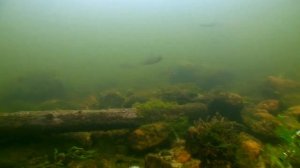 ГДЕ БОЛЬШЕ РЫБЫ В ОЗЕРЕ! О чём молчат рыбы.25