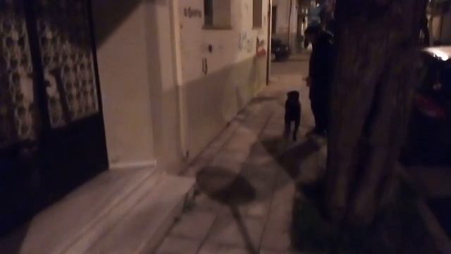 Радость Собаки от встречи с хозяйкой. смотреть онлайн