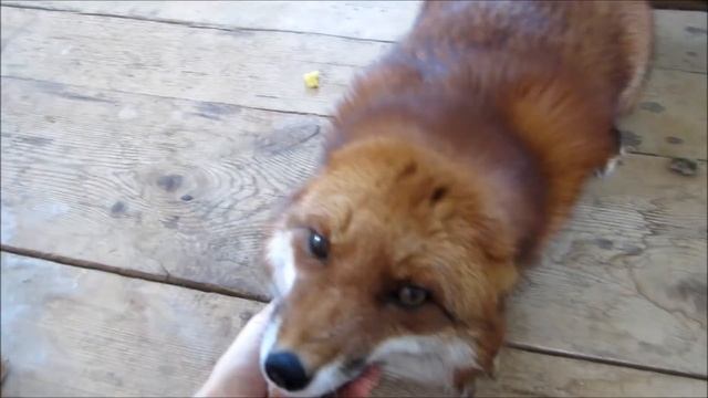 Foxes Excited to See their Owner