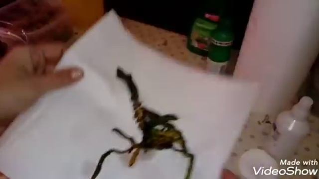 Пересадка Пня после Отделения Детки Орхидеи | Phal. Leco Fantastic смотреть онлайн