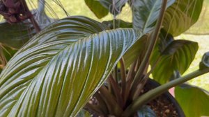 Tacca White Bat Plant ( Такка)