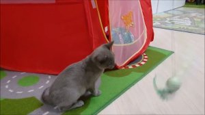 ➤VLOG Кид Кэт КидКэт – Котик Мусти Катя купила котенка кошку Бурма и дети Катя из Москвы
