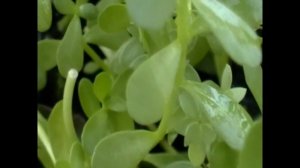 Своя Бакопа  монниери. Own Bacopa monnieri