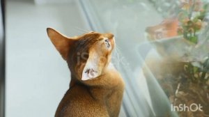 5 самых  агрессивных  пород кошек, которых обычно держат  дома