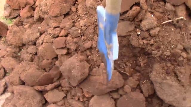 Правильная Посадка ГОЛУБИКИ от А до Я. Правильно посадить голубику - целая наука!