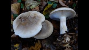 Clitocybe nebularis